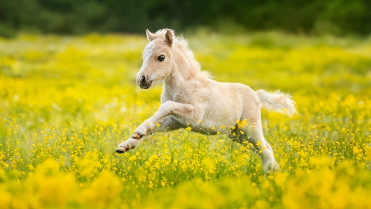 10 Horse Breeds Famous for Their Longevity—Including Old Billy, the 62-Year-Old Stallion 9 10 Horse Breeds Famous for Their Longevity—Including Old Billy, the 62-Year-Old Stallion - Shetland pony ss2424217369