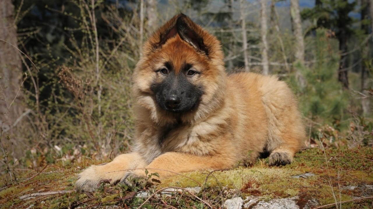 15 Dogs That Look Strikingly Similar to German Shepherds 6 15 Dogs That Look Strikingly Similar to German Shepherds - Shiloh Shepherd ss2223476515