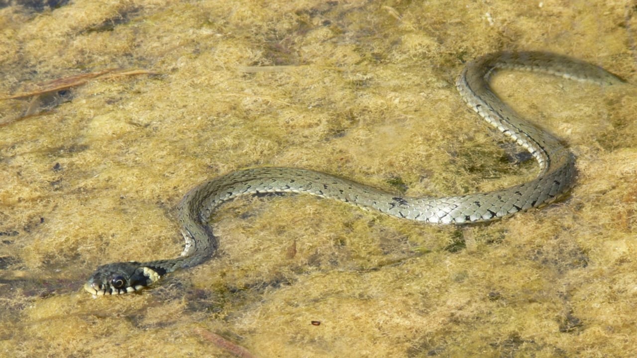 8 Snake Species So Rare, You May Never See Them 9 8 Snake Species So Rare, You May Never See Them - Short nosed sea snake dp333171836