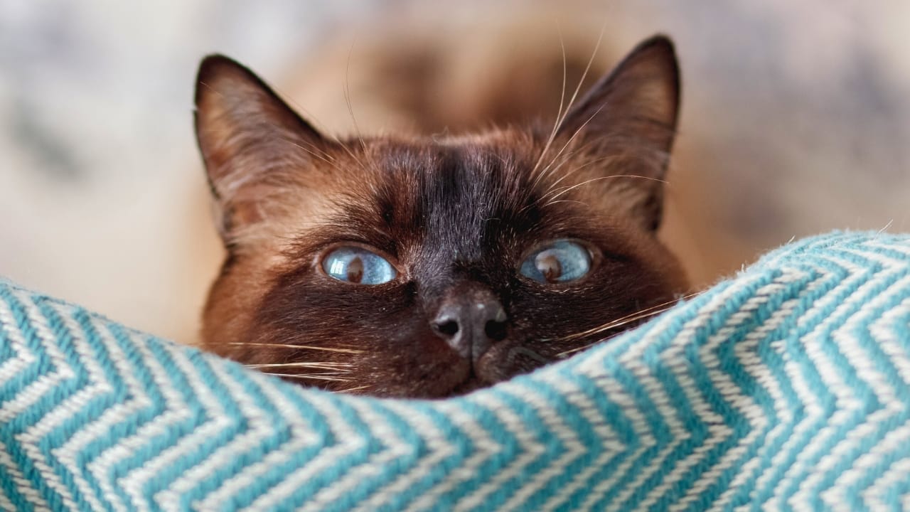16 of The Most Eye-Catching Brown Cat Breeds - Siamese cat ss1367593565