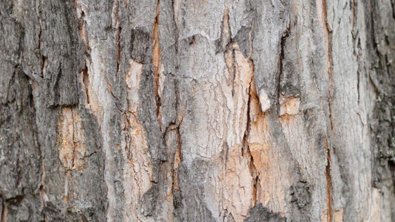 Tapping into Nature's Sweetness: 23 Trees That Produce Unique Syrups 5 Tapping into Nature's Sweetness: 23 Trees That Produce Unique Syrups - Silve maple tree dp726269114