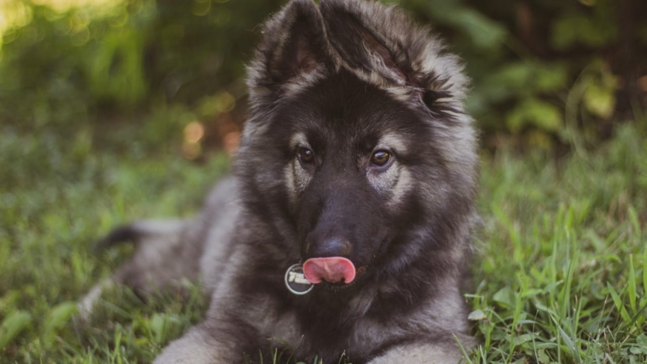 10 Rare German Shepherd Colors You Never Knew Existed 7 10 Rare German Shepherd Colors You Never Knew Existed - Silver German Shepherd puppy ss2342247103