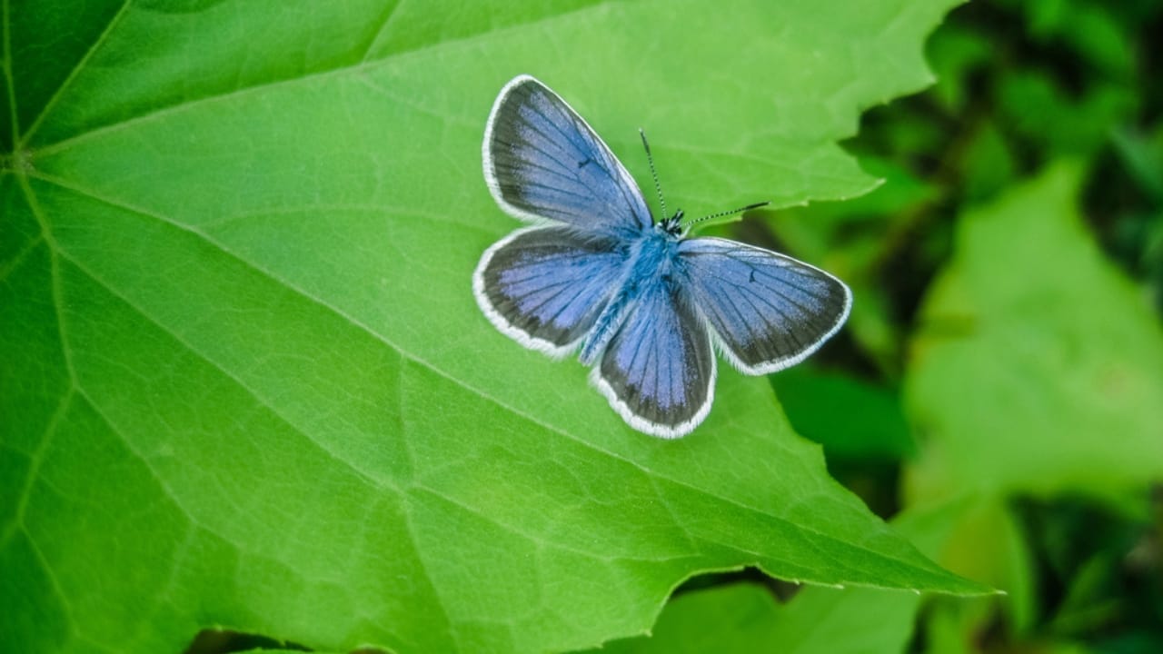 From Dunes to Dust: The Tragic Tale of San Francisco's Lost Blue Butterflies 4 From Dunes to Dust: The Tragic Tale of San Francisco's Lost Blue Butterflies - Silvery blue butterfly dp49442883