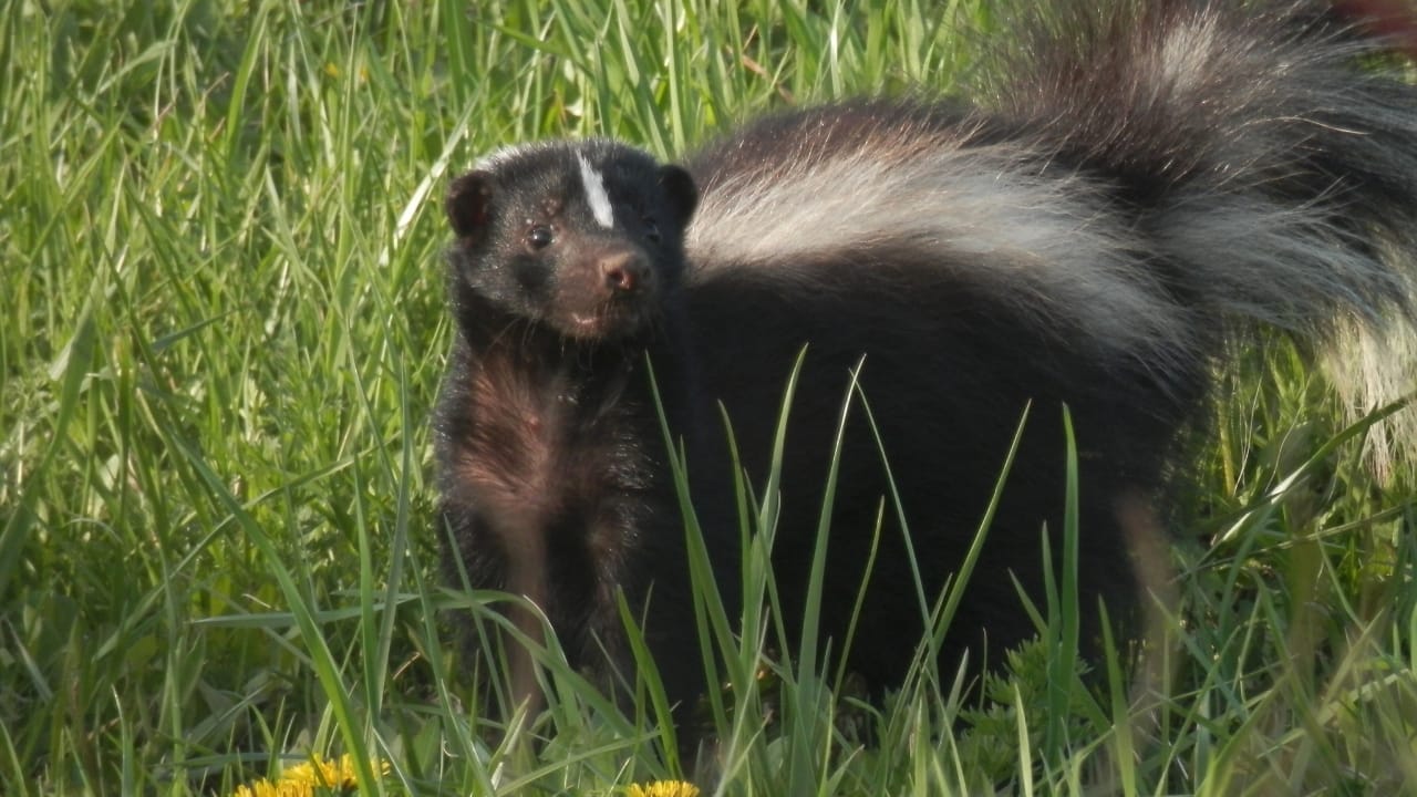 5 Smart Ways to Get Rid of Skunks Without the Risk of Getting Sprayed 2 5 Smart Ways to Get Rid of Skunks Without the Risk of Getting Sprayed - Skunk wc
