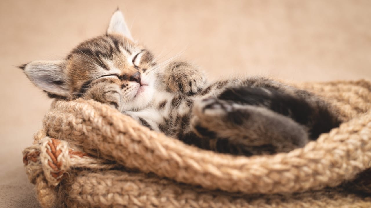 15 Unique Traits That Set Kittens Apart from Adult Cats 6 15 Unique Traits That Set Kittens Apart from Adult Cats - Sleeping kitten dp389924486