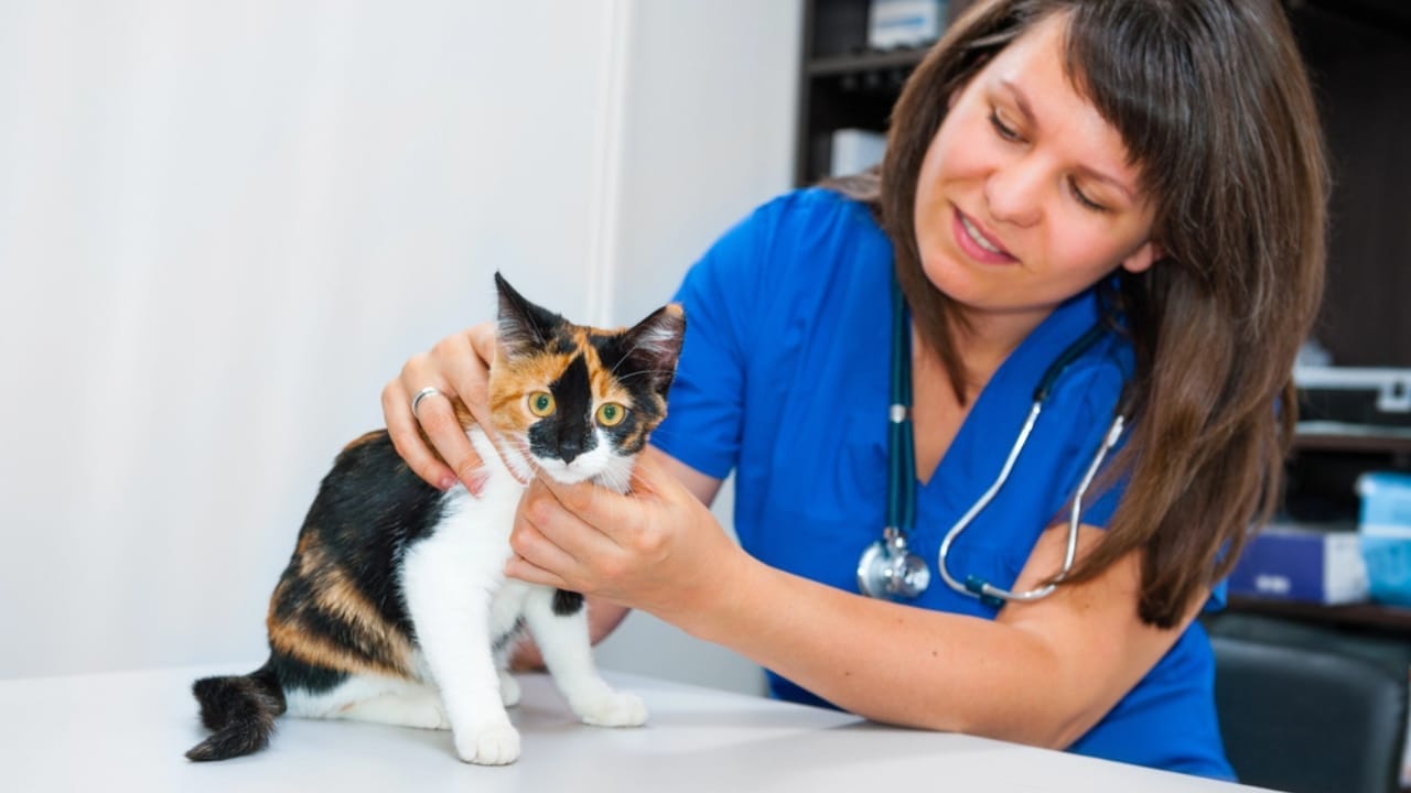 30 Ways to Become Your Cat's Best Friend - Small male calico in vet clinic dp33294505