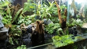 These 15 Terrarium-Worthy Plants Will Create a Beautiful Mini Ecosystem in Your Home 1 These 15 Terrarium-Worthy Plants Will Create a Beautiful Mini Ecosystem in Your Home - Small plants in small terrarium ss2297328595