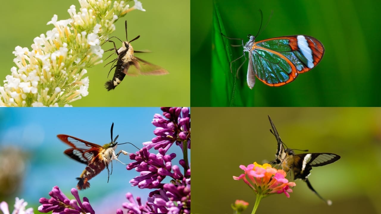 The Secret to Attracting Hummingbird Moths for a Beautiful Backyard Display 3 The Secret to Attracting Hummingbird Moths for a Beautiful Backyard Display - Snowberry clearwing dp139385088 and Hummingbird Clearwing dp640977620 and Slender clearwing dp398942914 and Rocky mountain clearwing dp3017721