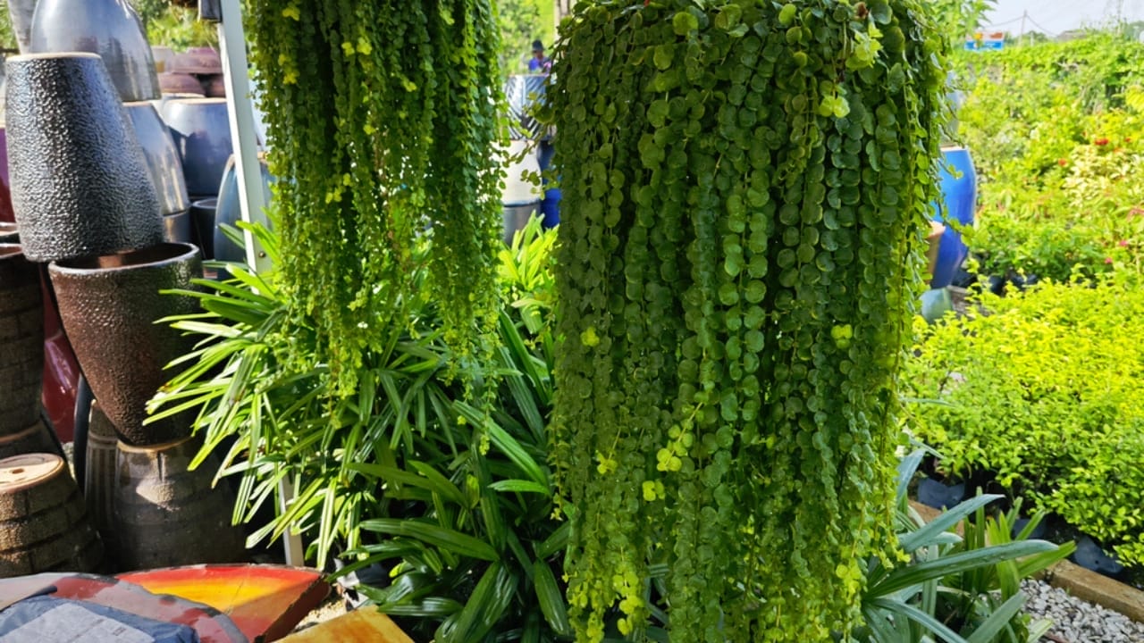 These 15 Terrarium-Worthy Plants Will Create a Beautiful Mini Ecosystem in Your Home 6 These 15 Terrarium-Worthy Plants Will Create a Beautiful Mini Ecosystem in Your Home - Soloirolia also know baby tears plants dp725893250