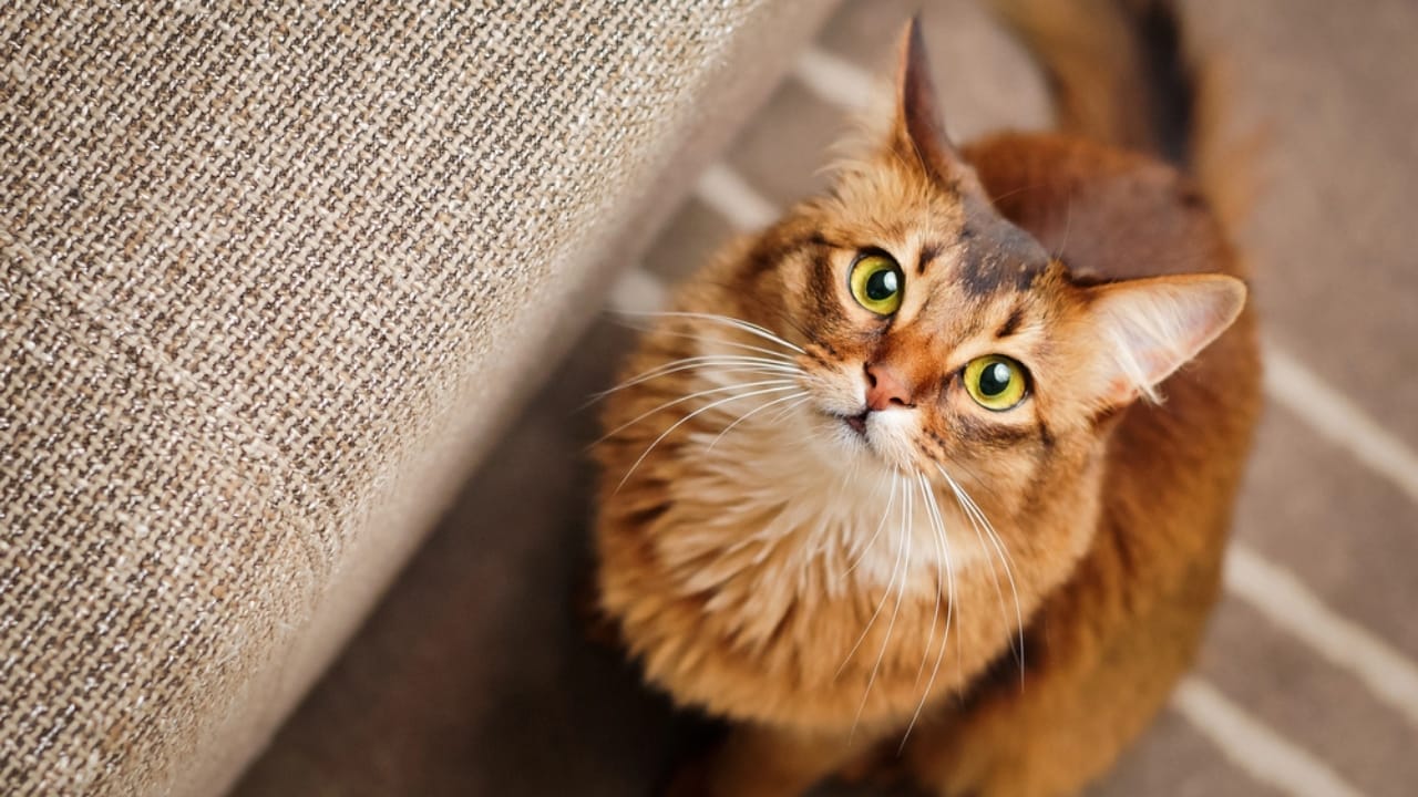16 of The Most Eye-Catching Brown Cat Breeds - Somali cat dp108175792