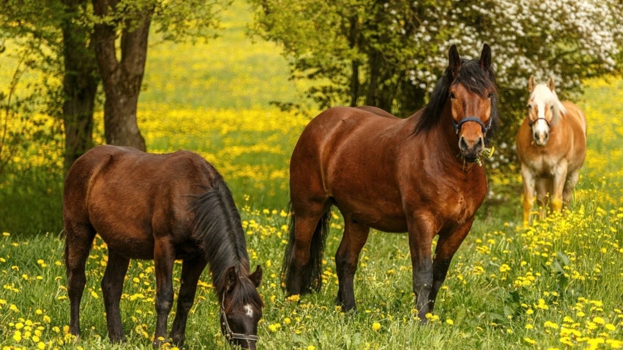 The 15 Strongest Horse Breeds & Their Remarkable Abilities 11 The 15 Strongest Horse Breeds & Their Remarkable Abilities - South german coldblood horse ss2301745047