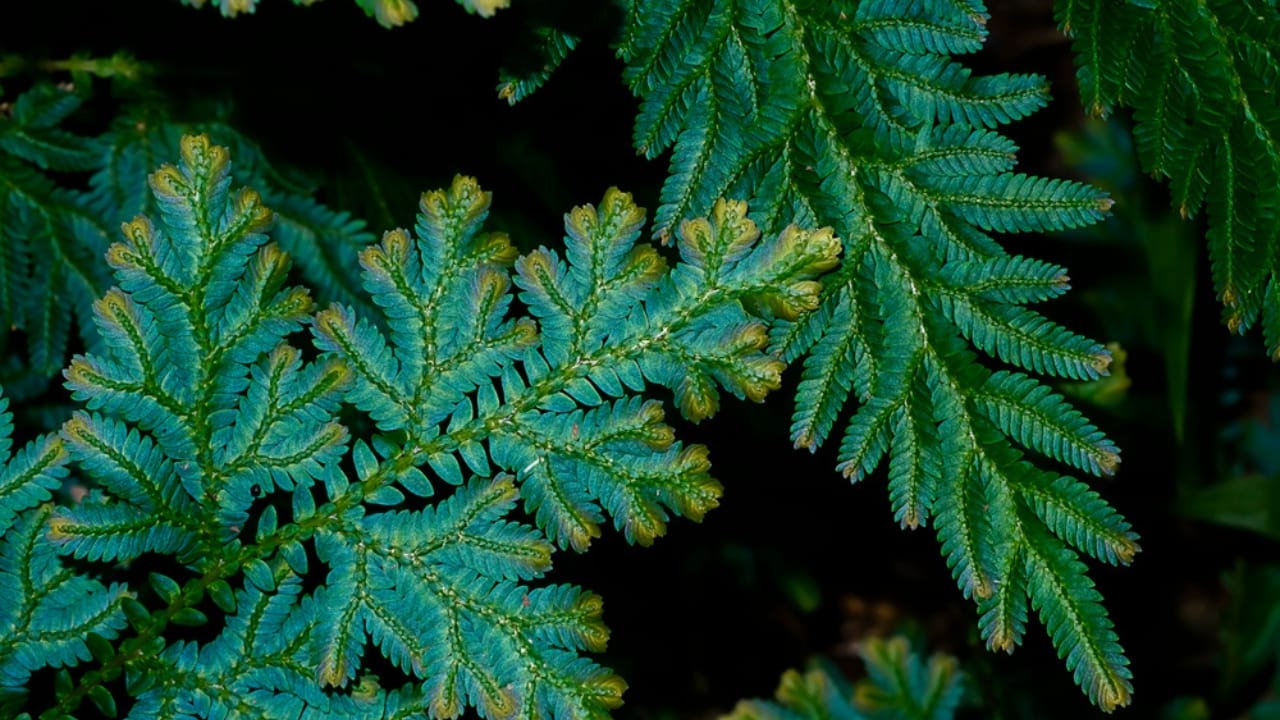 These 15 Terrarium-Worthy Plants Will Create a Beautiful Mini Ecosystem in Your Home 17 These 15 Terrarium-Worthy Plants Will Create a Beautiful Mini Ecosystem in Your Home - Spike moss dp415848370