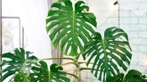 5 Split-Leaf Philodendron Varieties Plant Experts Love 1 5 Split-Leaf Philodendron Varieties Plant Experts Love - Split leaf plants ss1075161506