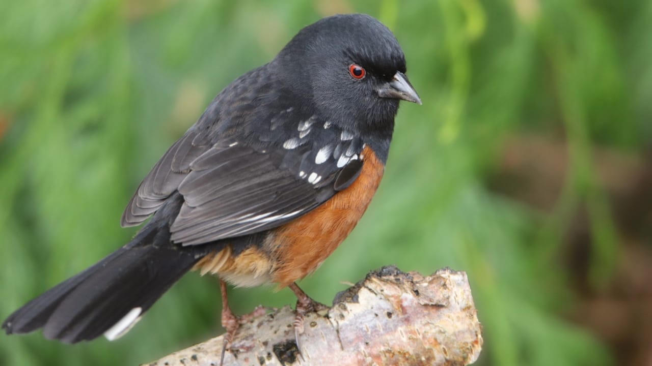 18 Birds Known for Their Black Heads 5 18 Birds Known for Their Black Heads - Spotted Towhee and Eastern Towhee dp325986320