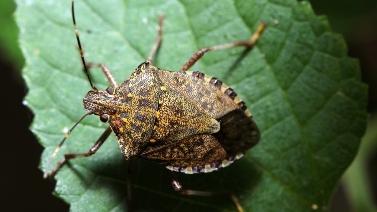 Don’t Just Repel Stink Bugs—Here’s Why You Need to Eliminate Them - Stink bug ss2502550617