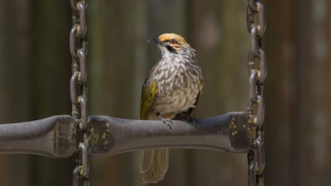 Nature's Golden Crown: 15 Yellow-Headed Birds That Atrract Birdwatchers 17 Nature's Golden Crown: 15 Yellow-Headed Birds That Atrract Birdwatchers - Straw Headed Bulbul ss2453863951