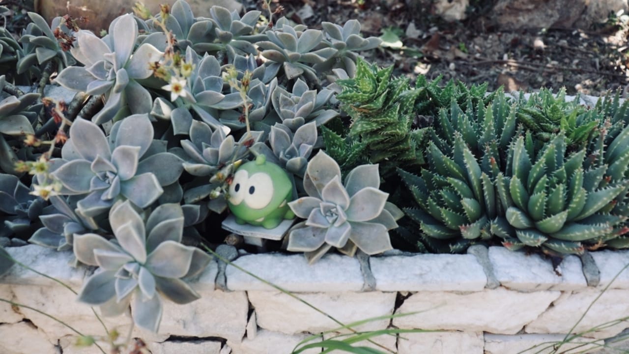 11 Low-maintenance String of Plant Varieties to Jazz Up Your Home Decor 13 11 Low-maintenance String of Plant Varieties to Jazz Up Your Home Decor - String of star ss2487278957