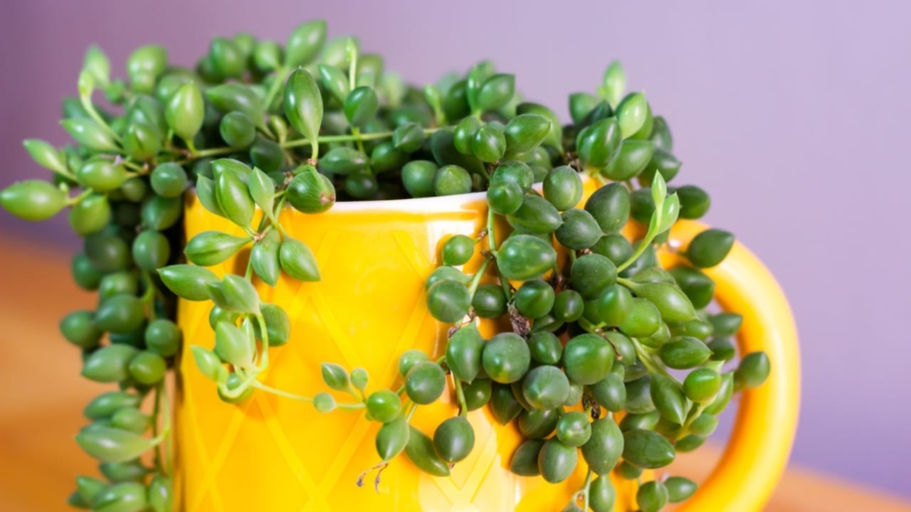 11 Low-maintenance String of Plant Varieties to Jazz Up Your Home Decor 8 11 Low-maintenance String of Plant Varieties to Jazz Up Your Home Decor - String of tears in yellow cup ss1934927594