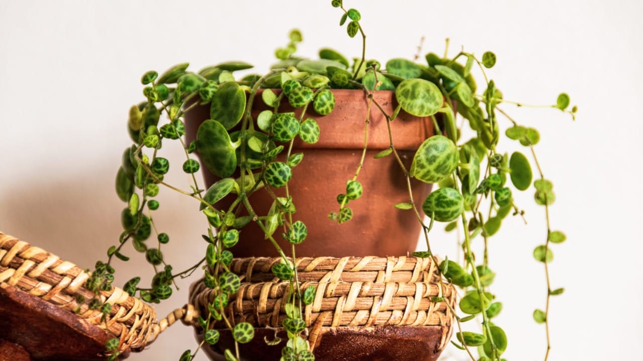 11 Low-maintenance String of Plant Varieties to Jazz Up Your Home Decor 9 11 Low-maintenance String of Plant Varieties to Jazz Up Your Home Decor - String of turtles ss1707227428