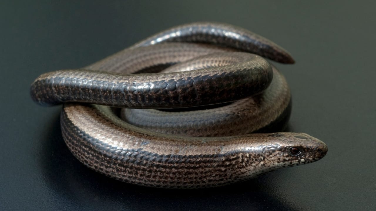 10 Weird Snakes That Make You Question What’s Possible in Nature 9 10 Weird Snakes That Make You Question What’s Possible in Nature - Striped blind snake dp501411932