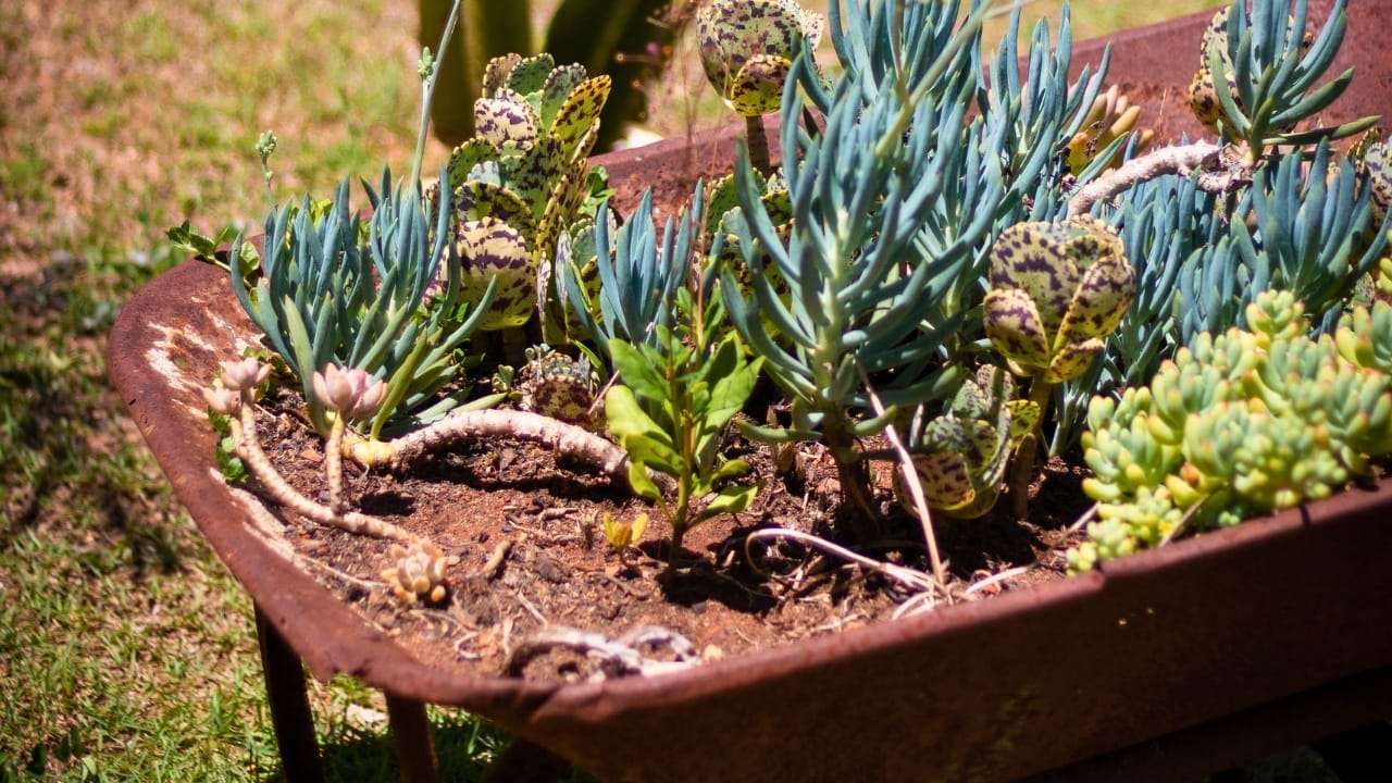 16 Unconventional Garden Containers to Spice Up Your Outdoor Space 6 16 Unconventional Garden Containers to Spice Up Your Outdoor Space - Succulents in an Old Wheelbarrow ss2409507157