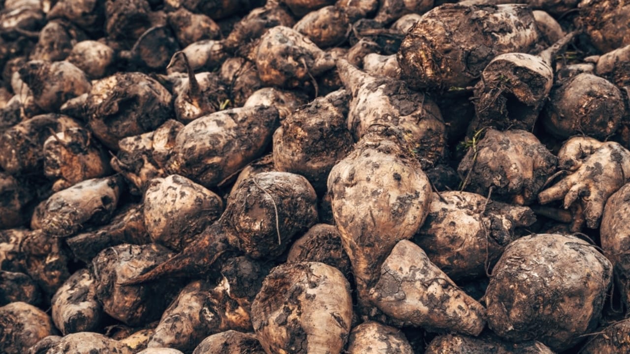 10 Unheard-of Foods That Became Lifesavers During Famine & Shortages 7 10 Unheard-of Foods That Became Lifesavers During Famine & Shortages - Sugar beets ss2436769499