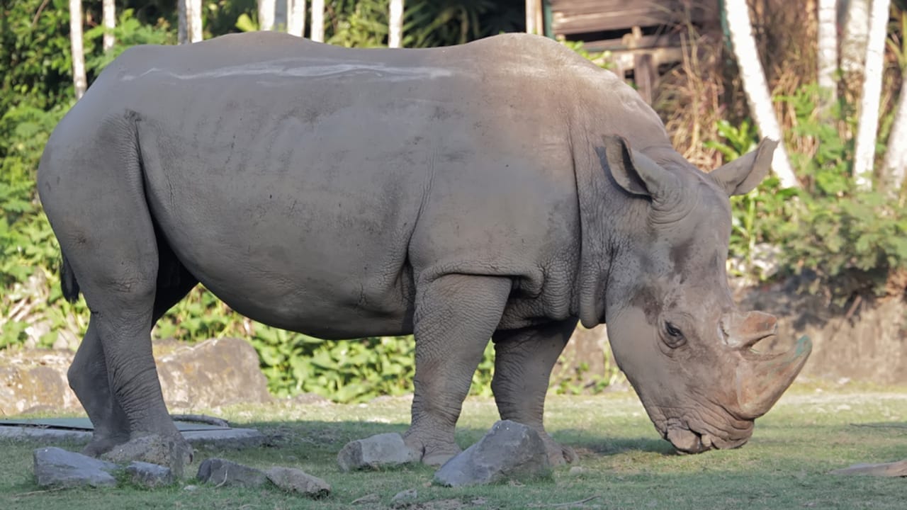 15 Rare Animal Species You’ll Rarely See as They Face Extinction in the Wild - Sumatran Rhino dp677034728