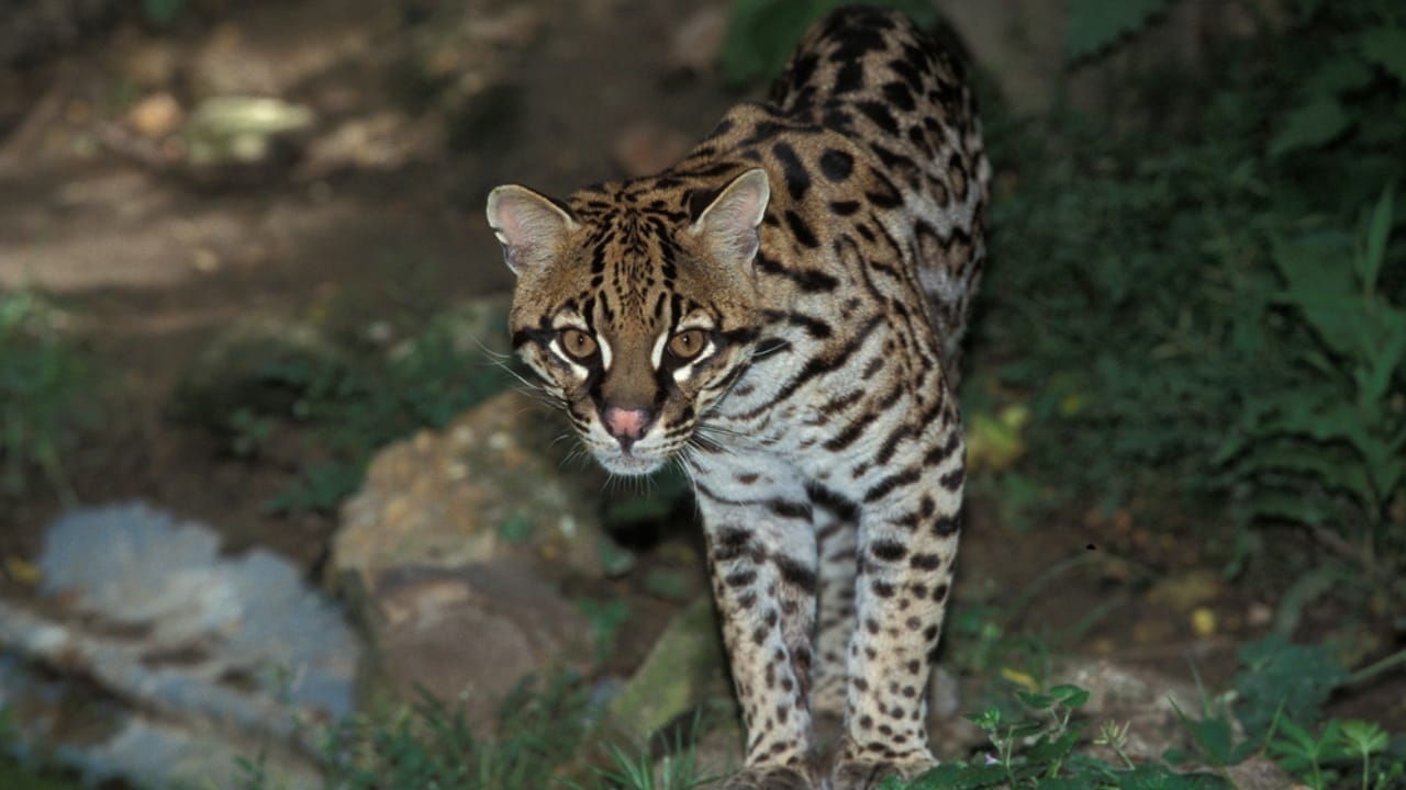 12 Wild Cats You Probably Didn’t Know Existed 8 12 Wild Cats You Probably Didn’t Know Existed - Sunda Clouded Leopard dp345538236