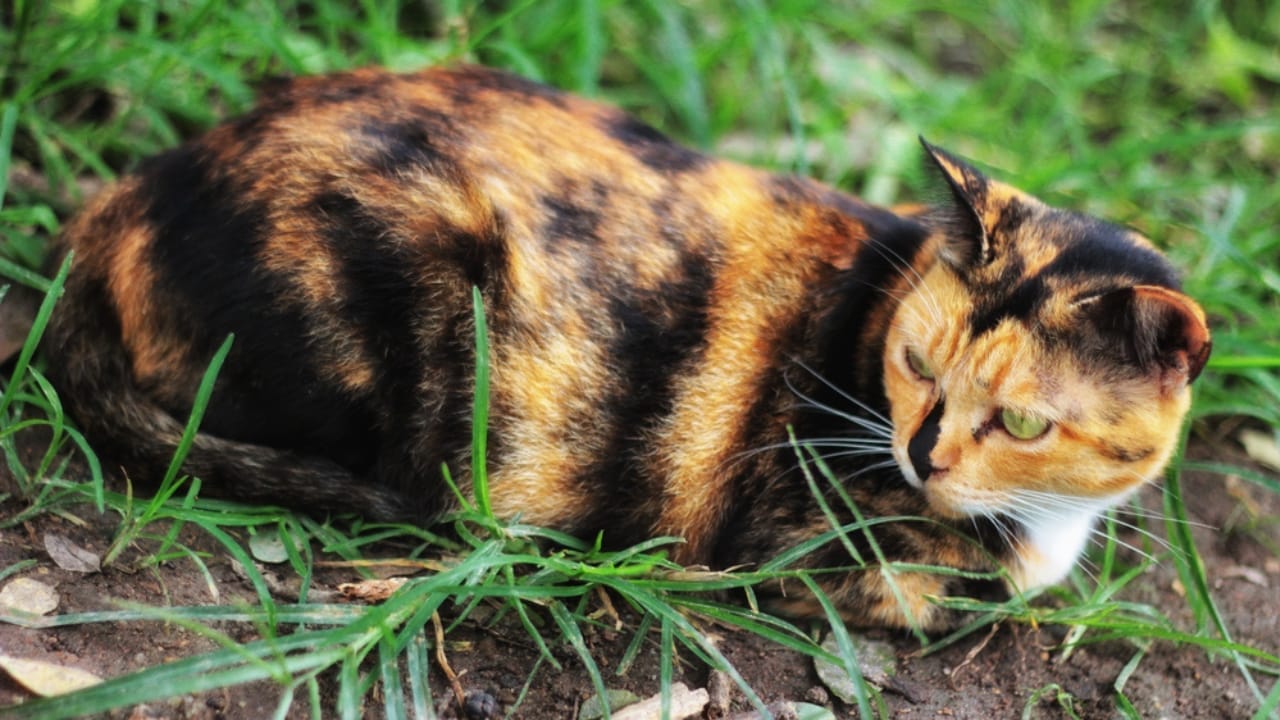 Male Calico Cats are Extremely Rare: 13 Facts Few People Know 3 Male Calico Cats are Extremely Rare: 13 Facts Few People Know - Suspicious cat in grass dp467689992