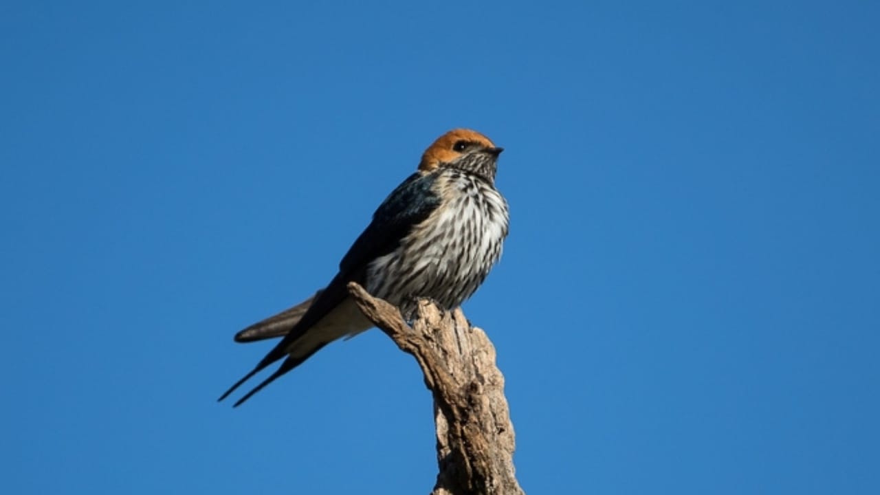 18 Birds Known for Their Black Heads 10 18 Birds Known for Their Black Heads - Swifts and Swallows bird ss2494703821