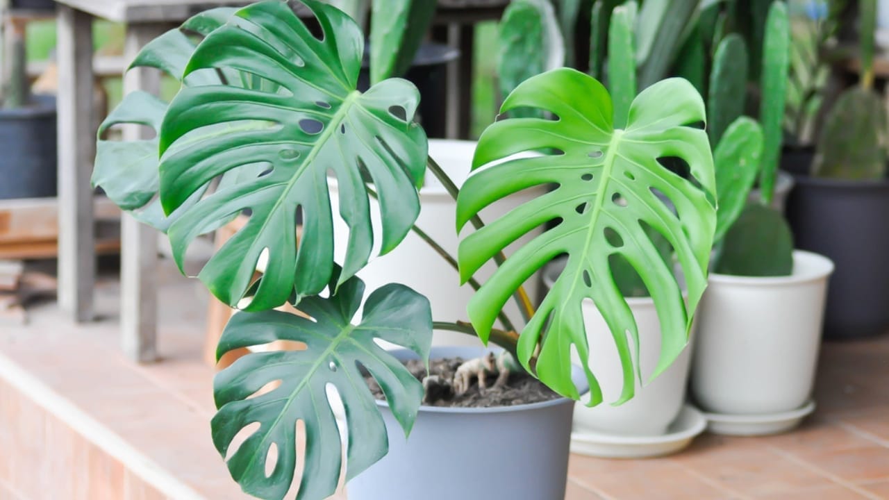 15 Plants That Thrive in LECA & Semi-Hydroponics 8 15 Plants That Thrive in LECA & Semi-Hydroponics - Swiss Cheese Plant dp506378960