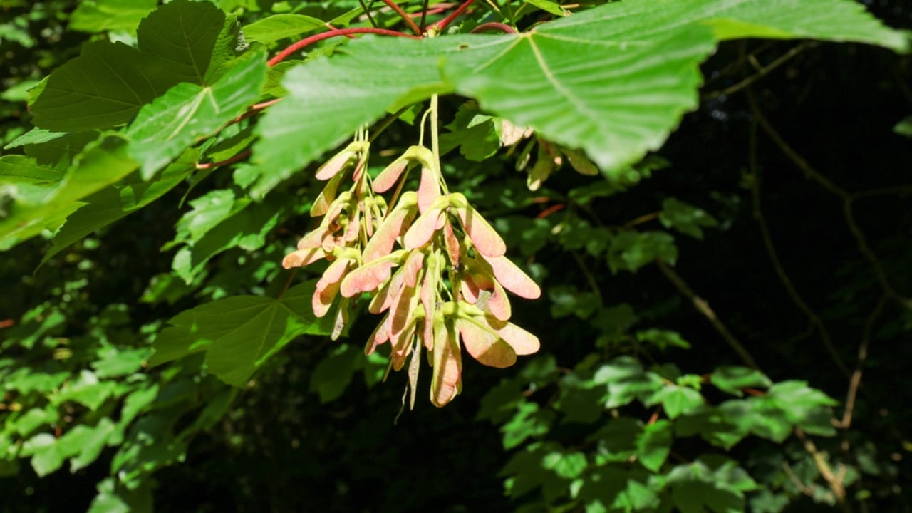15 Plants to Turn Your Garden into a Hummingbird Haven - Sycamore tree dp388695828