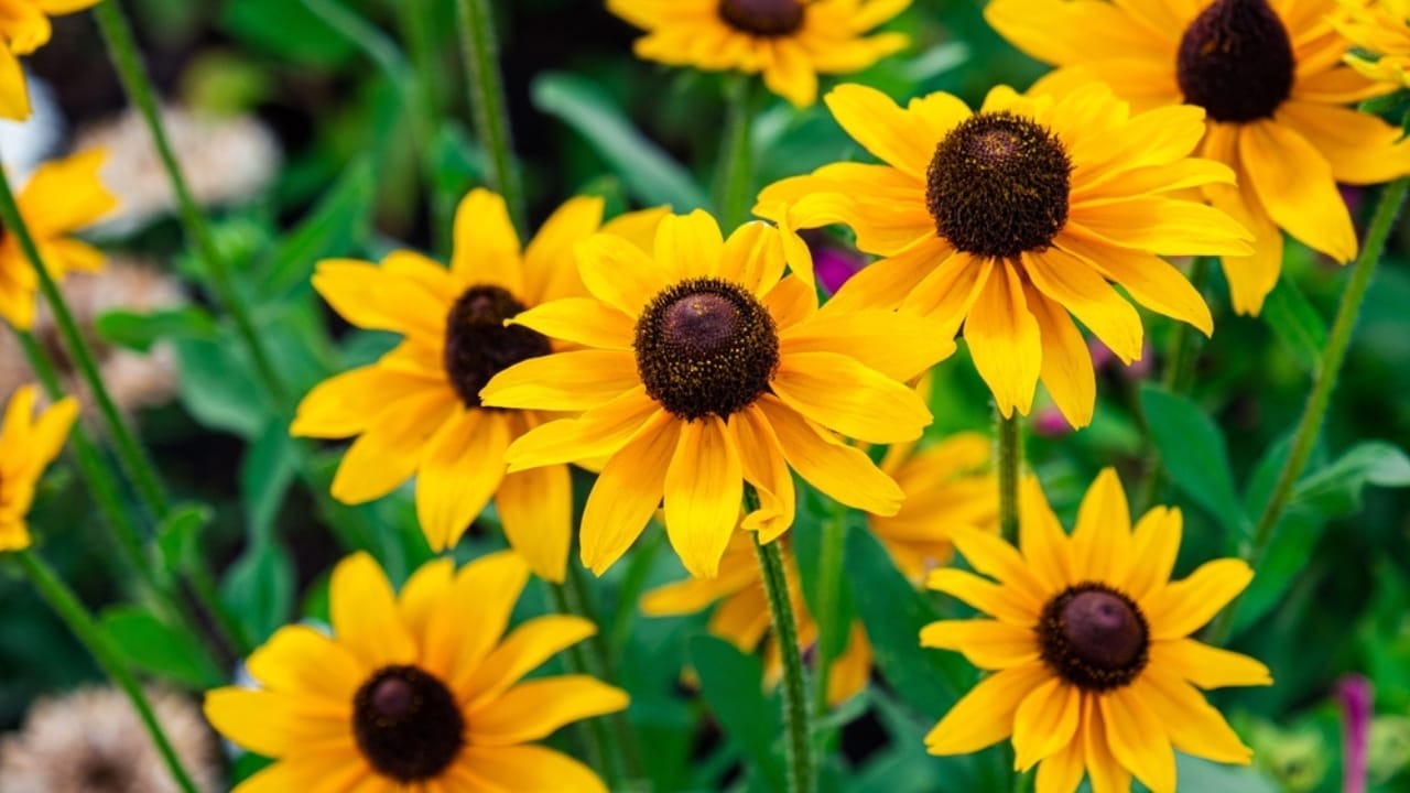 7 Rudbeckia Varieties to Put Some Fun & Sun in Your Garden 8 7 Rudbeckia Varieties to Put Some Fun & Sun in Your Garden - The beauty of goldstrum flower ss2214288377