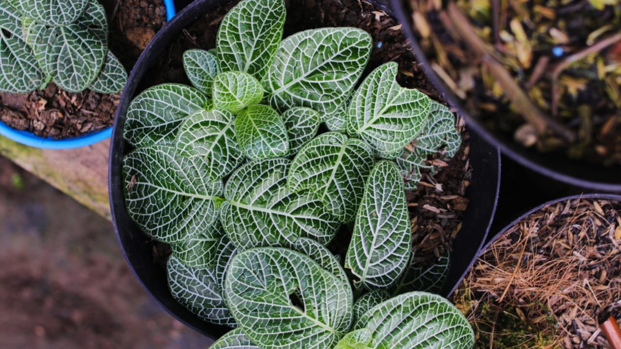 15 Best Plants to Grow in Glass Containers 4 15 Best Plants to Grow in Glass Containers - The nerve plants at home dp534236868