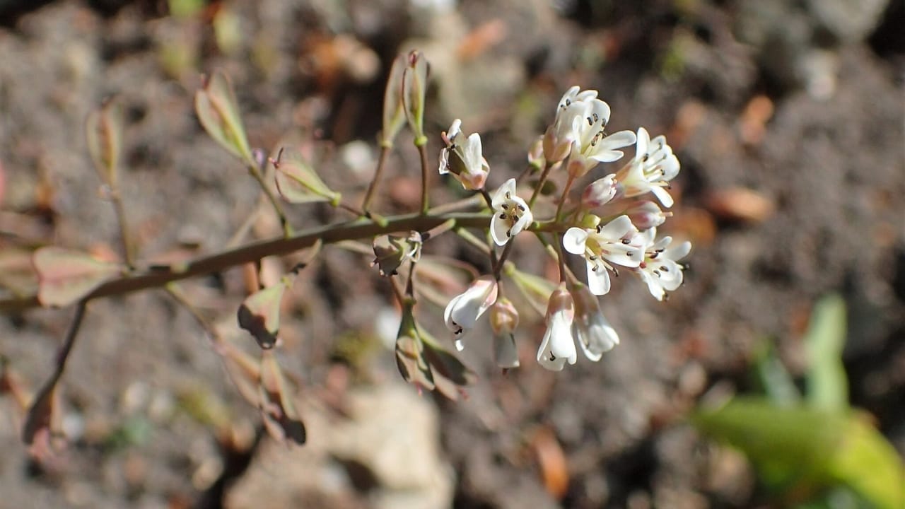 Green Warriors: How Plants are Fighting the Plastic Pollution Crisis - Thlaspi caerulescens wc