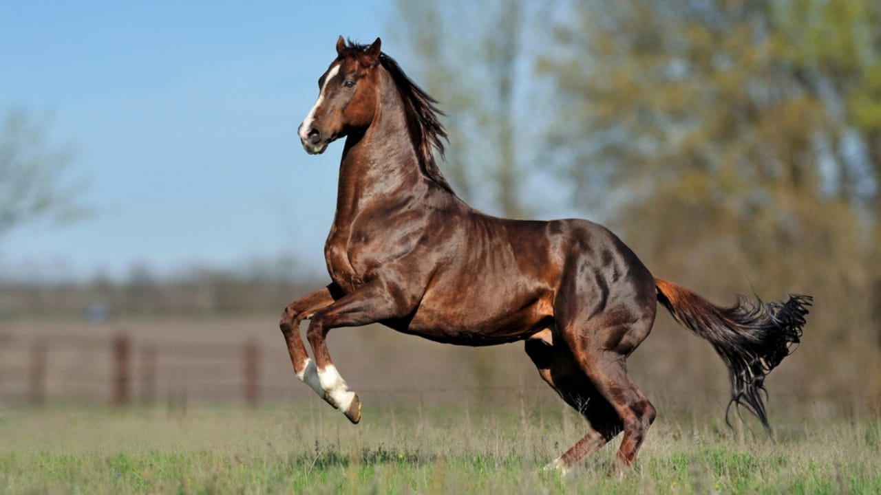 The 15 Most Desired Horse Breeds for Those Who Love to Ride - Thoroughbred horse dp66732439