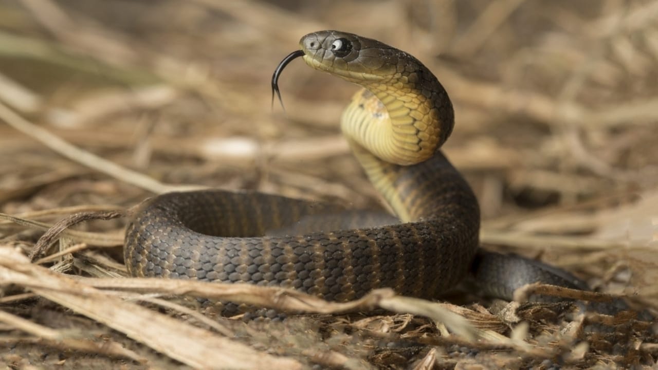 Ranking the 14 Most Dangerous Snakes in the World 7 Ranking the 14 Most Dangerous Snakes in the World - Tiger Snake ss2146027269