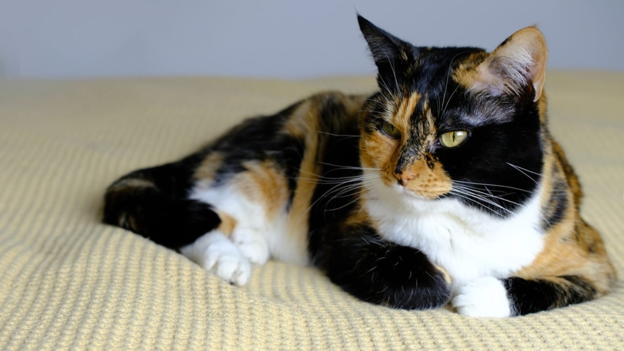 30 Ways to Become Your Cat's Best Friend - Tri colored cat half asleep dp480177990
