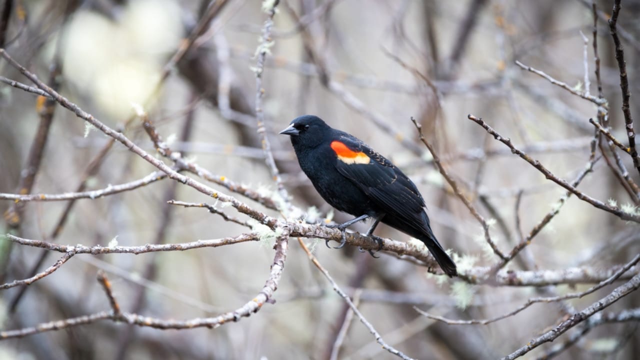 Scientists Celebrate Bird Species' Recovery from Brink of Extinction 2 Scientists Celebrate Bird Species' Recovery from Brink of Extinction - Tricolored Blackbird dp564143600