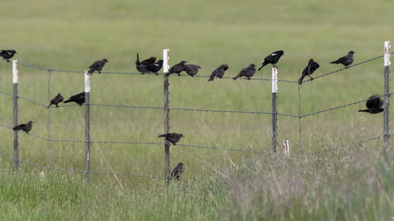 15 Black Bird Species That Prove Beauty Isn’t Limited to Color 7 15 Black Bird Species That Prove Beauty Isn’t Limited to Color - Tricolored Blackbird flock ss779609953
