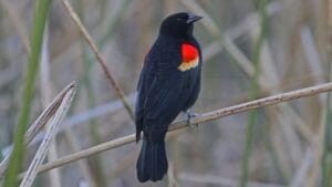 Scientists Celebrate Bird Species' Recovery from Brink of Extinction 1 Scientists Celebrate Bird Species' Recovery from Brink of Extinction - Tricolored Blackbird ss131685875v