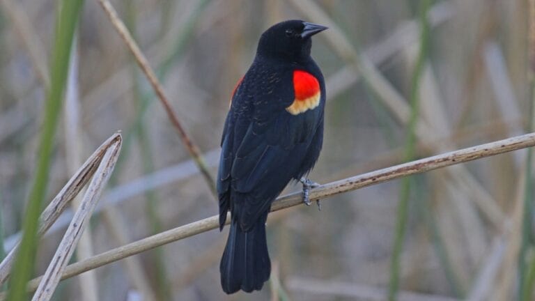 Scientists Celebrate Bird Species' Recovery from Brink of Extinction 6 Scientists Celebrate Bird Species' Recovery from Brink of Extinction - Tricolored Blackbird ss131685875v