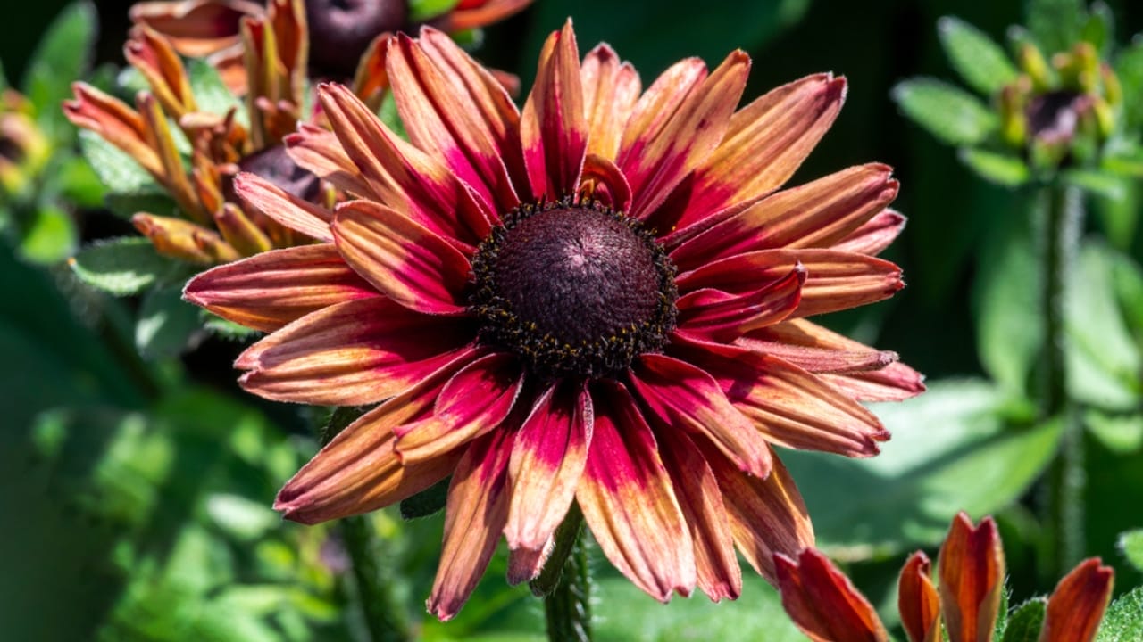 7 Rudbeckia Varieties to Put Some Fun & Sun in Your Garden 4 7 Rudbeckia Varieties to Put Some Fun & Sun in Your Garden - Triple color of chim chiminee ss1654266997