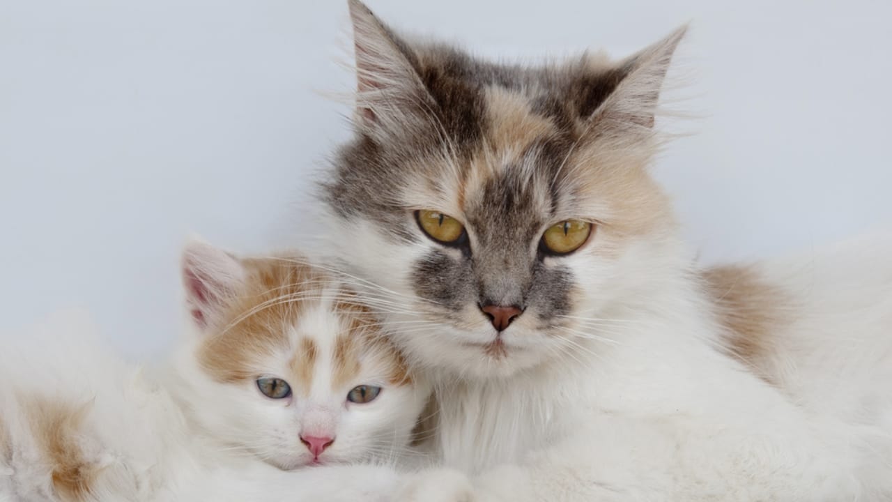 Releasing Captive Animals Sounds Noble but Here’s the Reality 8 Releasing Captive Animals Sounds Noble but Here’s the Reality - Two cats ss200642456