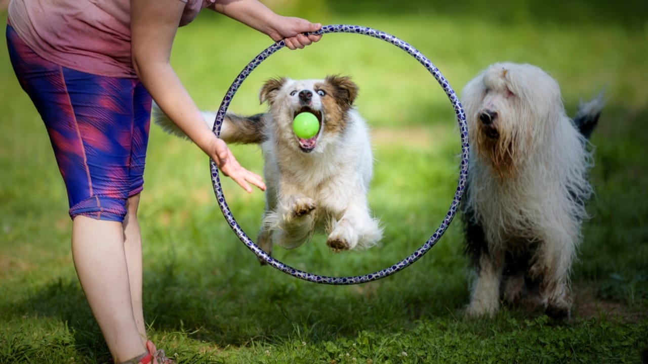 15 Easy Beginner Dog Tricks That Will Make Your Furry Friend a Superstar 13 15 Easy Beginner Dog Tricks That Will Make Your Furry Friend a Superstar - Two dogs play jumping through a hoop ss1611968938