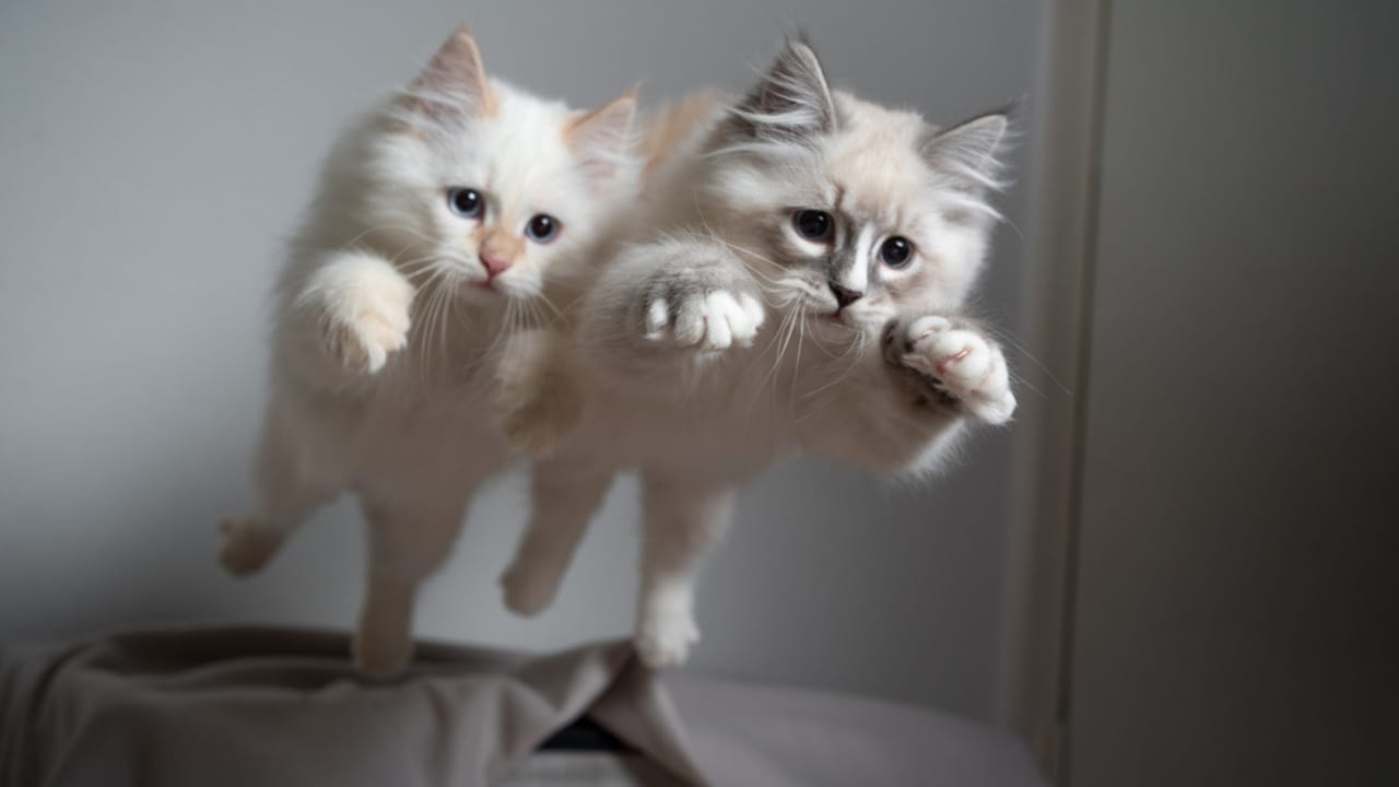 15 Unique Traits That Set Kittens Apart from Adult Cats 16 15 Unique Traits That Set Kittens Apart from Adult Cats - Two kittens jumping dp394416014