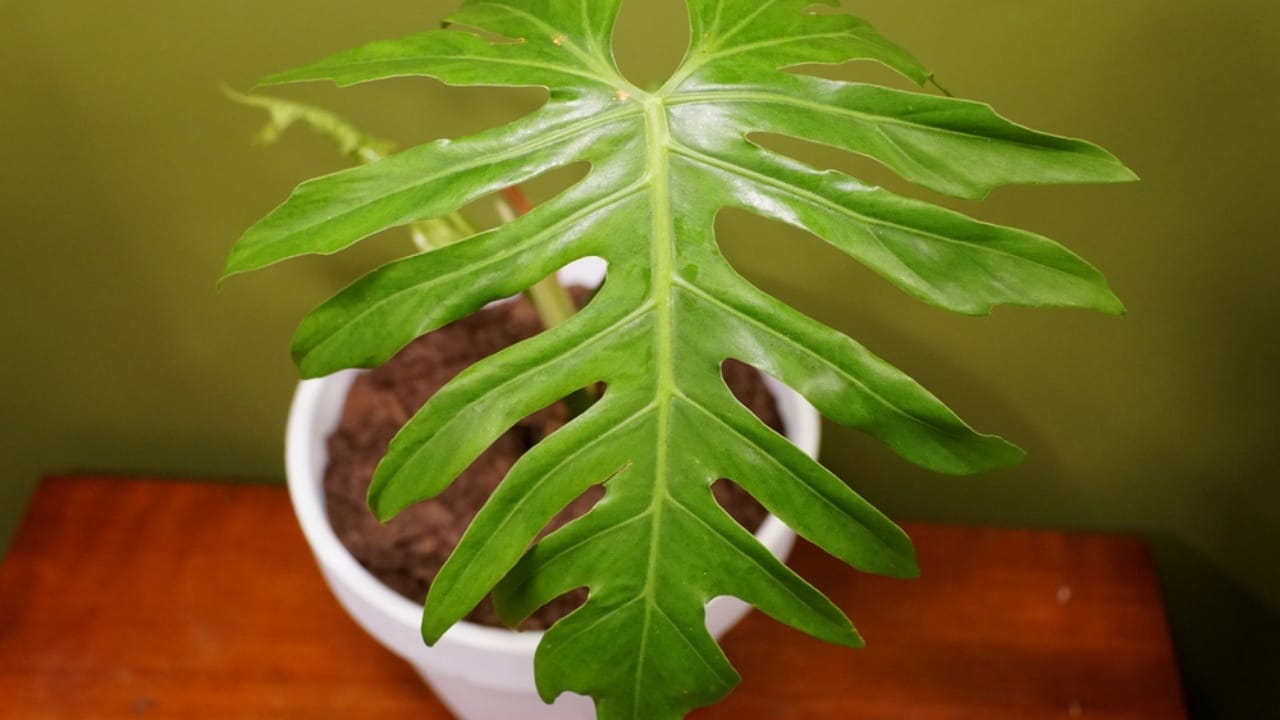 5 Split-Leaf Philodendron Varieties Plant Experts Love 6 5 Split-Leaf Philodendron Varieties Plant Experts Love - Unique leaf plant radiatum dp478027312