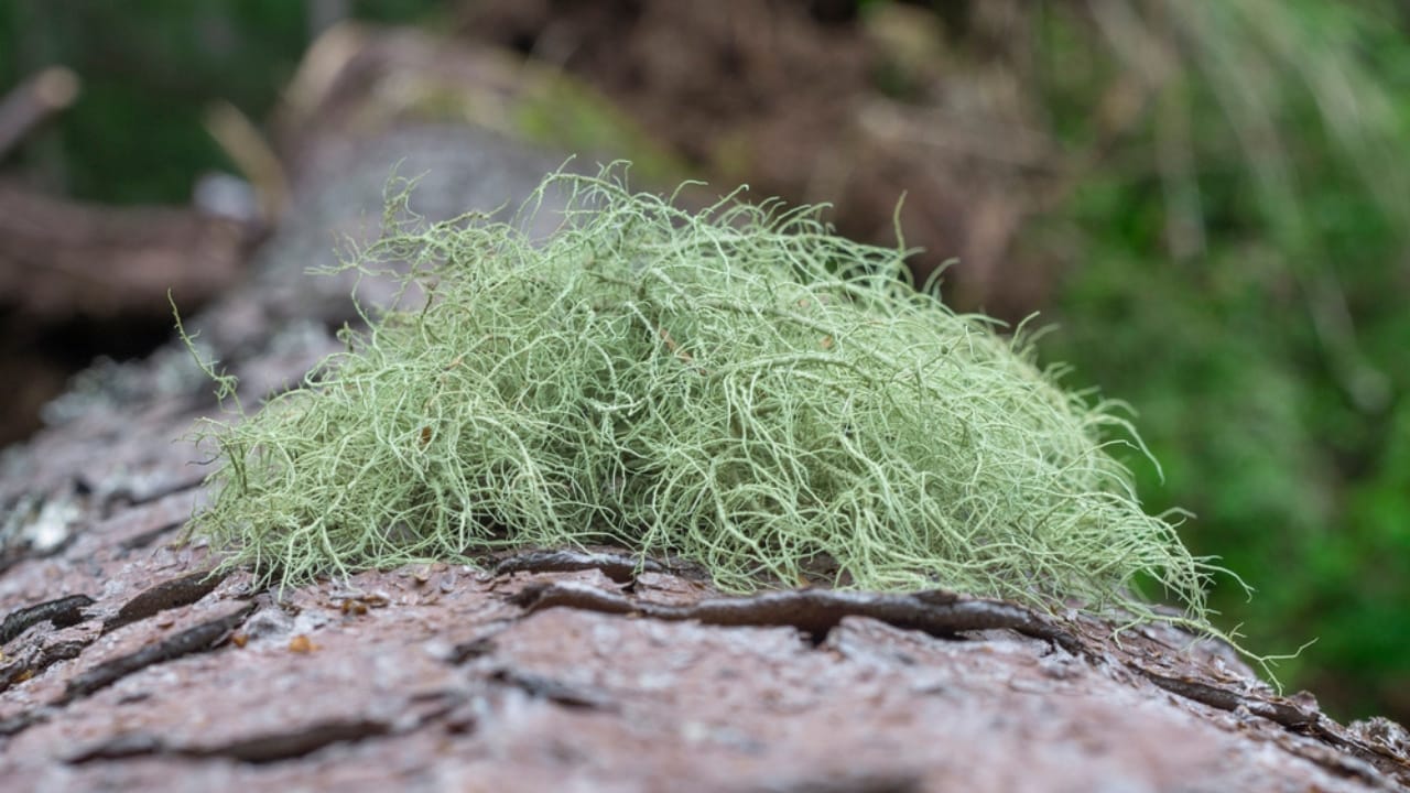9 Reasons Why the Usnea Lichen Is Nature's Best-Kept Secret 5 9 Reasons Why the Usnea Lichen Is Nature's Best-Kept Secret - Usnea lichen dp414188834