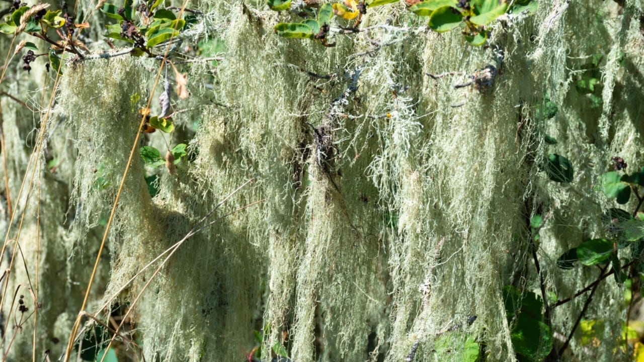 9 Reasons Why the Usnea Lichen Is Nature's Best-Kept Secret 6 9 Reasons Why the Usnea Lichen Is Nature's Best-Kept Secret - Usnea lichen dp740245620