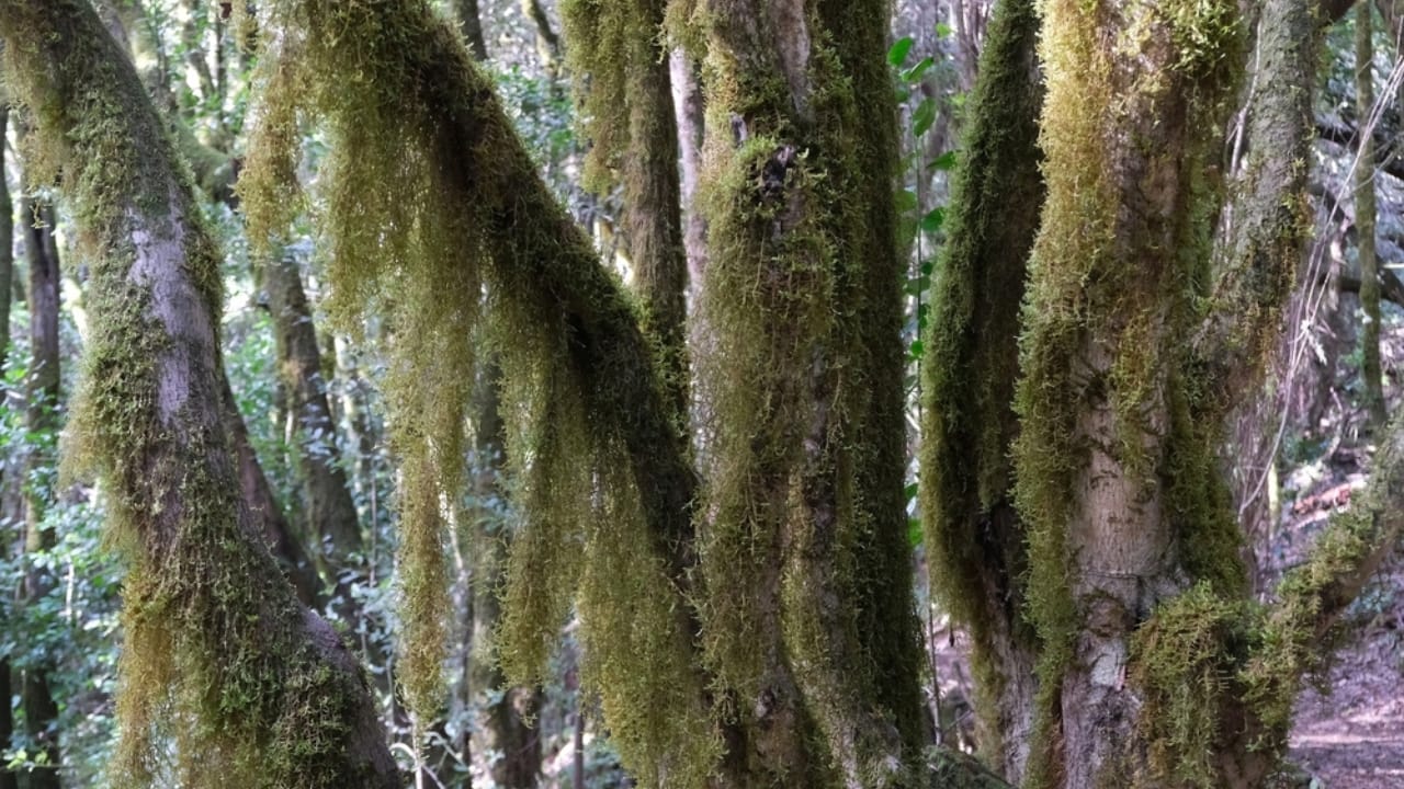 14 Signs in Nature That Predict a Harsh Winter Ahead - Usnea lichen hanging on trees ss2408045121